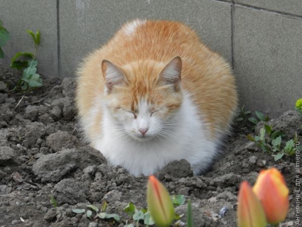 кошка кошка