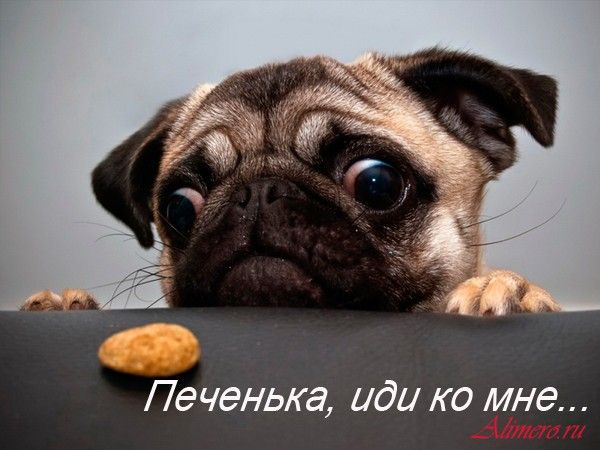 Забавные собаки Забавные собаки