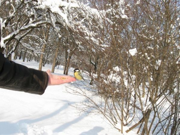 Чем занять ребенка на новогодних каникулах – 6 идей