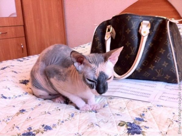 Как я у мужа котенка просила