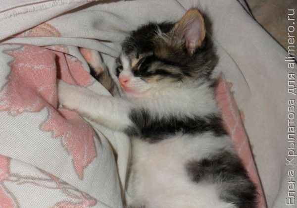 кот кот