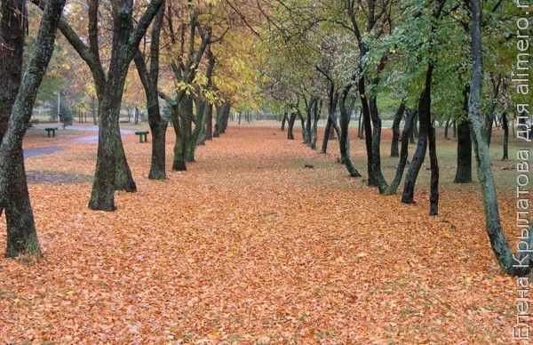 осенний парк осенний парк