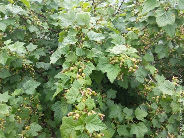 Здоровье от природы. Чай из черной смородины
