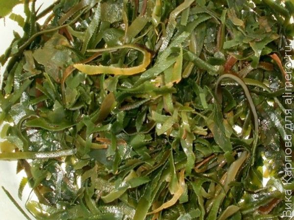 морская капуста морская капуста