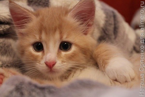 котенок котенок