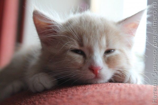 котенок котенок