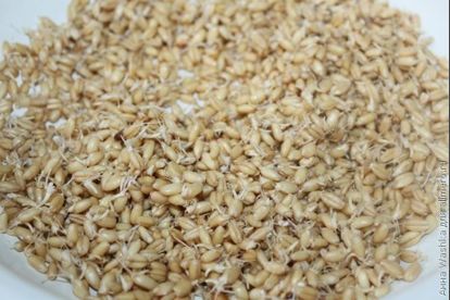 Пророщенная пшеница: полезно, вкусно и очень эффективно. Как прорастить в домашних условиях