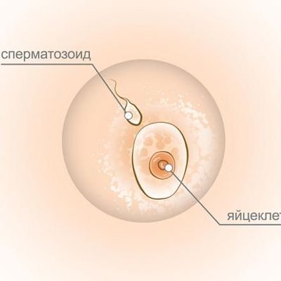 Фото Груди На Раннем Сроке