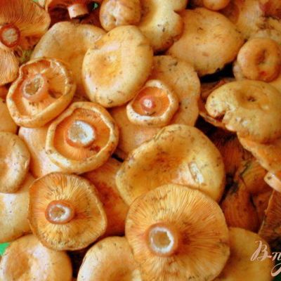 Засолка грибов рыжиков холодным способом