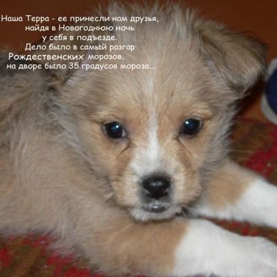 Не будьте равнодушными к брошенным животным