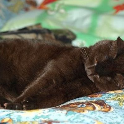 Страшнее кошки зверя нет