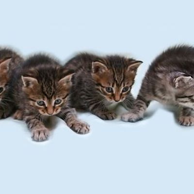 Хочу котенка