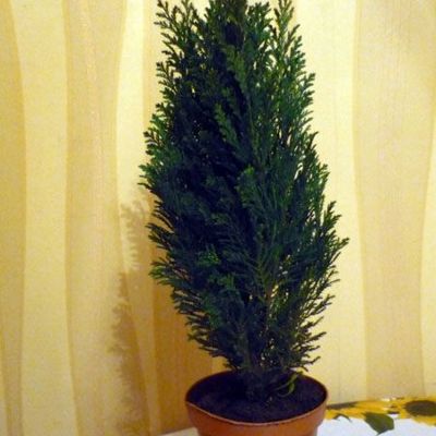 Кипарисовик, или комнатный кипарис