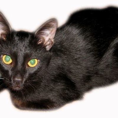 Что сон грядущий мне готовит?..