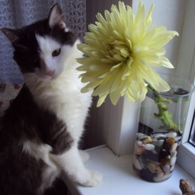 Как договориться с собственным котом?