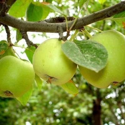 Зеленые яблоки - эффективная и быстрая потеря веса