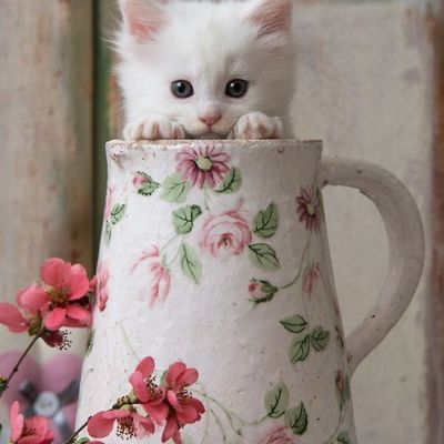 16 забавных котиков