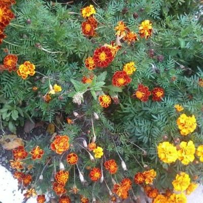Конфликты с коллегами