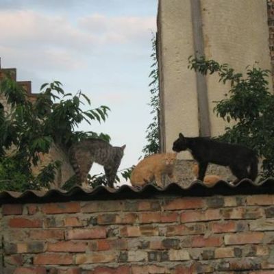 Свекровь друг или враг?