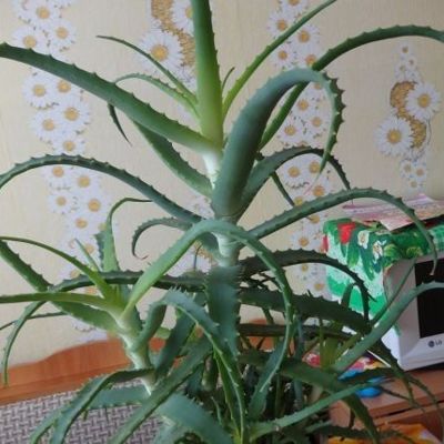 Мой любимый алоэ 5 секретов ухода