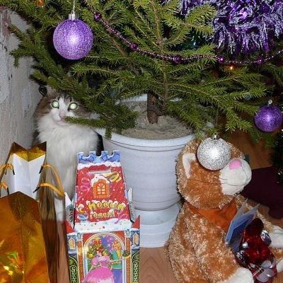 Как сделать Новый год запоминающимся?