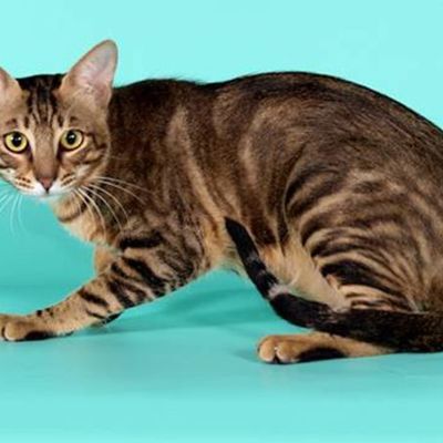 15 необычных пород кошек