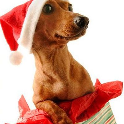 15 картинок с забавными новогодними животными
