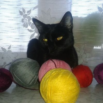 Как я кошку дрессировала