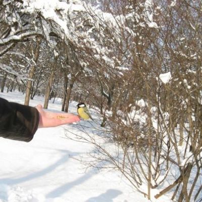 Чем занять ребенка на новогодних каникулах 6 идей